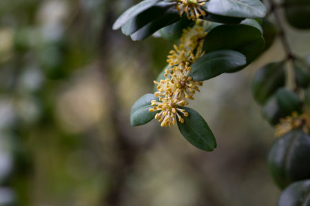 Blooming boxwood. Buxus sempervirens with yellow flowers. Yellow Buxus flowersの写真素材