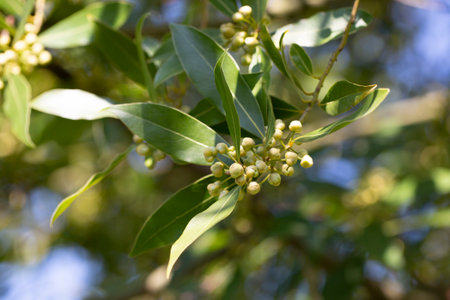 Close up Bay laurel (Laurus nobilis) flowers Laureaceae evergreen tree.の写真素材