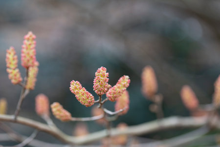 Fortunearia sinensis. A yellow-red fluffy bud or flower on a branch on a blurry background. Spring natural background early spring.の写真素材