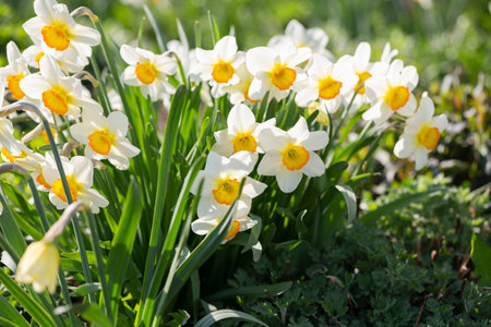 spring flowers daffodils blossomed in garden. white narcissus flowering on flower bed