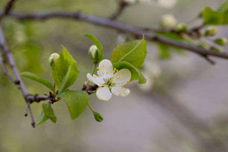 Prunus cerasus flowering tree flowers, group of beautiful white petals tart dwarf cherry flowers in bloom.Garden fruit tree with blossom flowersの写真素材