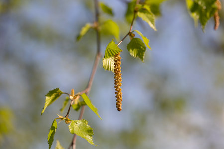 Birch catkins in spring park close-up, allergies to pollen of spring flowering plants concept,...