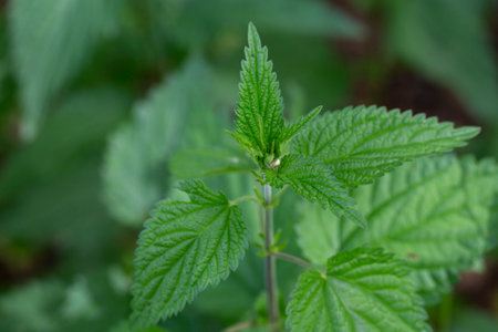 Close view on the green young Nettle leafs Nettle leaf