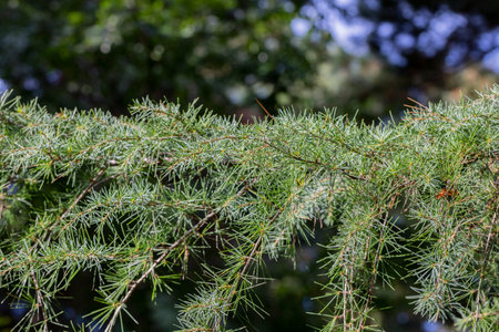 close-up of the Cedrus deodara branch in the park on a blurred background
