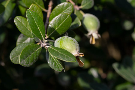 Ripe feijoa fruits on a branch in the garden (lat.Acca sellowiana)の写真素材