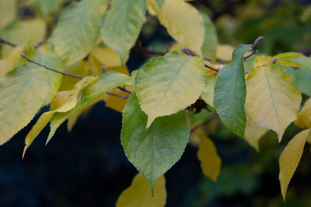 Close-up of a yellowed autumn linden leaf, still green in color, with a twig in its natural...
