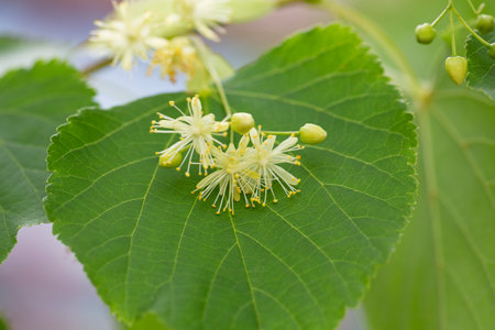 Linden, linden blossom with green leaves on a tree in the summerの写真素材