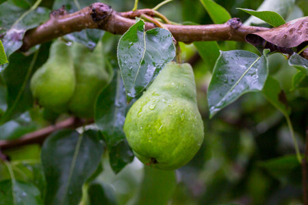 pears on a branch in the garden. pears ripen on the tree. pears in raindrops close-up on a branch....