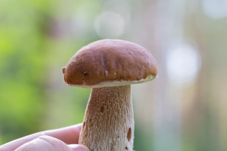 Boletus edulis or porcini mushroom in a woman's hand against the background of small fir trees in a summer forest.の写真素材