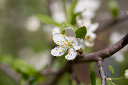Prunus cerasus flowering tree flowers, group of beautiful white petals tart dwarf cherry flowers in bloom.Garden fruit tree with blossom flowersの写真素材
