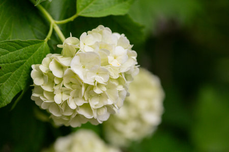 Viburnum macrocephalum viburnum flowers in close-up, selective focus. Summer floral background