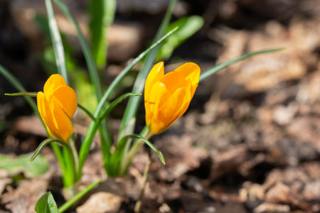 Crocus chrysanthus, Iridaceae. Wild plant shot in spring.