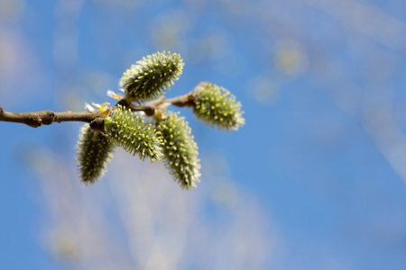 Yellow catkins Salix caprea blooming in spring