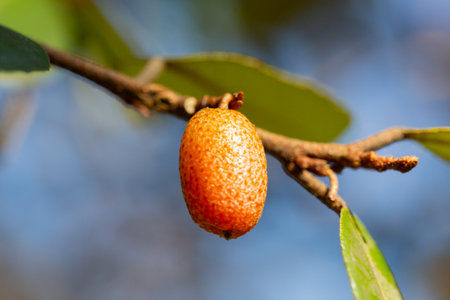 close up Elaeagnus pungens is a species of flowering plant in the family Elaeagnaceaeの写真素材