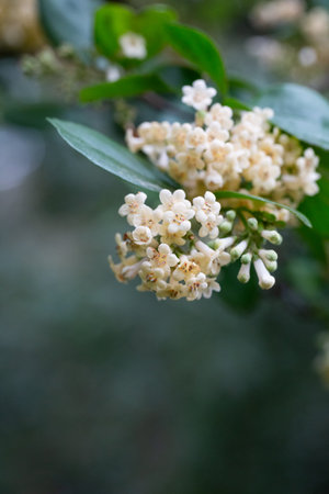 Viburnum suspensum clusters of small white flowers on a branch, selective focus. Spring flower...