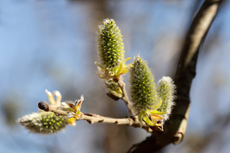 Yellow catkins (Salix caprea) blooming in spring close up
