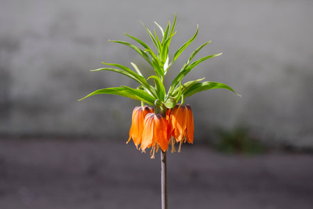 Beautiful Fritillaria imperialis, crown imperial, imperial fritillary or Kaiser's crown, on bank of pondの写真素材