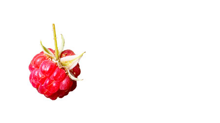 Raspberry with leaves. Raspberry isolated on white background.