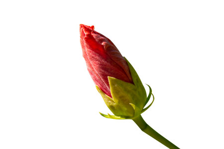red bud hibiscus flowers isolated on white backgroundの写真素材