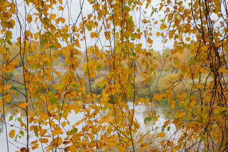 Yellow autumn leaves, through which you can see the river. Autumn forest.の写真素材