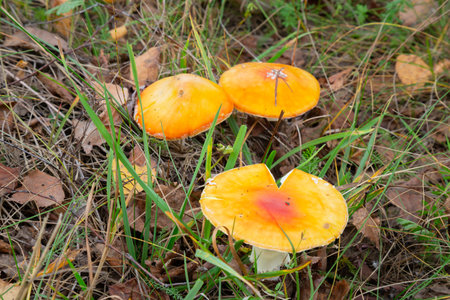 autumn background. amanita muscaria mushroom in autumn forest. harvest fungi concept.の写真素材