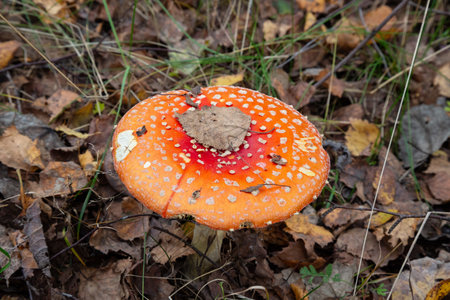 autumn background. amanita muscaria mushroom in autumn forest. harvest fungi concept.の写真素材