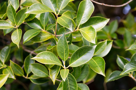 The spring foliage of the evergreen shrub osmanthus. Background of green leaves.の写真素材