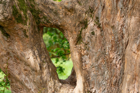 hollow in the trunk of an old tree. An open hollow through which the garden is visible in a blurred background. A window into the world of natureの写真素材