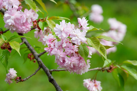Close-up shot of pink Sakura flowers on a branch.の写真素材