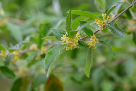 Flowering branch of a tree close-up. Elaeagnus angustifolia, commonly called Russian olive, silver berry, oleaster, Persian olive, or wild olive.の写真素材