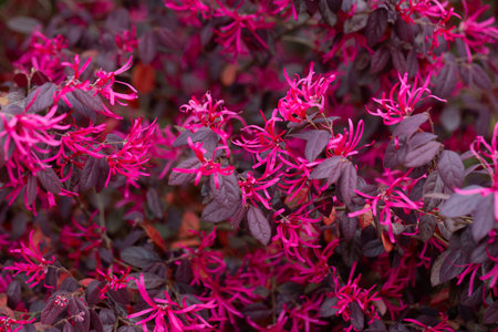 Botanical collection, pink flowers of Loropetalum chinense close upの写真素材