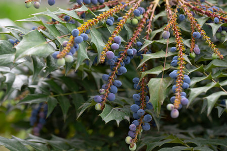 Mahonia aquifolium plant with blue fruits, ornamental evergreen plantの写真素材