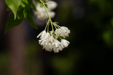 A close up shot of bell-shaped, fragrant buds and flowers of the Staphylea Pinnata amid green leaves spring flower backgroundの写真素材