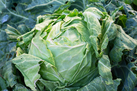 Cabbage in the garden, private farm - green head of cultivated cabbage. French garden vegetables close upの写真素材