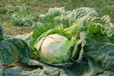 Cabbage in the garden, private farm - green head of cultivated cabbage. French garden vegetables close upの写真素材