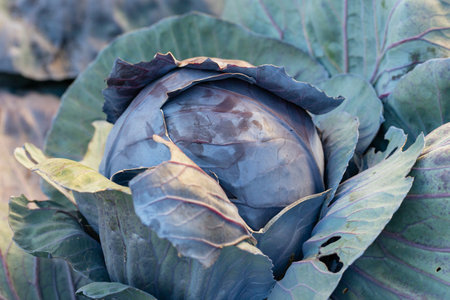 Red cabbage growing in garden. Soon ready to harvest cabbage plant with large green leaves. Lush summer vegetable background. Brassica oleracea.の写真素材