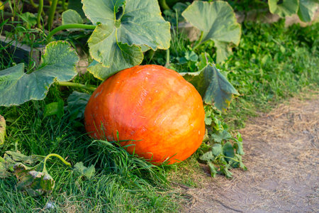 Big orange ripe pumpkin in the garden autumn, harvestの写真素材