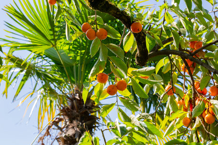 Persimmon tree fresh fruit that is ripened hanging on the branches in plant garden. Juicy fruit and ripe fruit with persimmon treesの写真素材