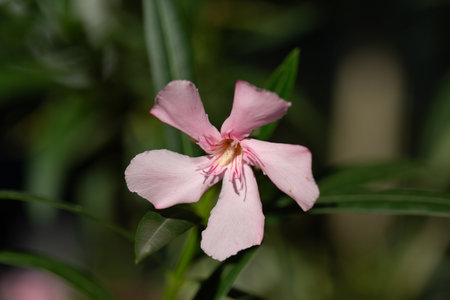 Pink flower under sunlight.