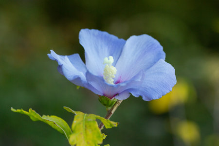 blue flower of the Syrian hibiscus, also known as the Rose of Sharon (Hibiscus syriacus). Its delicate blue petals resemble the wings of fairies, which, according to legend, hide in flowers.の写真素材