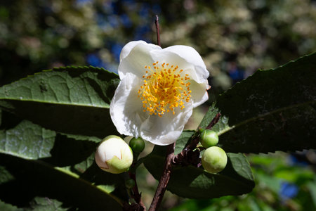 Tea or Chinese camellia or tea bush. White flowers of Camellia sinensis close-up, selective focus. Natural spring floral background. The tea bush blooms in November on a tea plantation.の写真素材