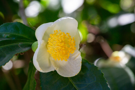 high mountain tea plantation. mature green leaves on bushes, ready for harvesting close up. These types of tea especially valued and taste great. small white flower on tea bush, macroの写真素材