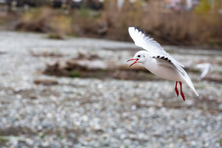 Seagull outdoor fly freedom