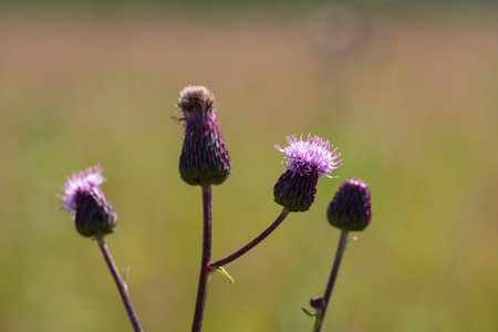 prickly thistle blooming close up outdoor horizontalの写真素材