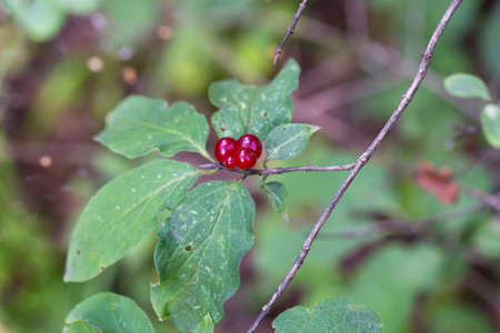 Holiday Honeysuckle Branch with Red Berries Lonicera xylosteum.の写真素材