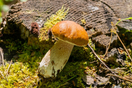 Cracked leg of porcini mushroom lying on a wooden cut with coniferous twigs, the mushroom Boletus edulis lies on a stumpの写真素材