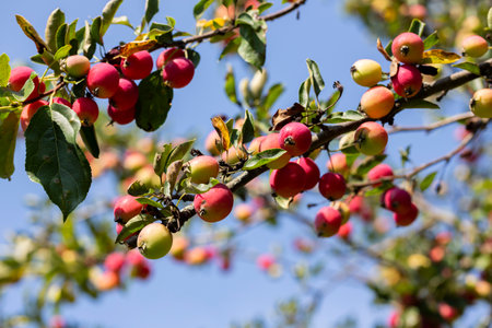 Small red apples on a branch. Picking apples. Satchels on a tree branch. Harvesting. Autumn. The apple orchard.の写真素材