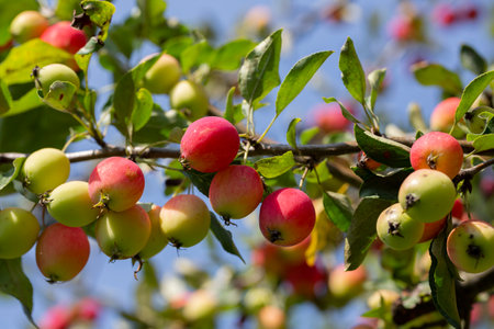Small red apples on a branch. Picking apples. Satchels on a tree branch. Harvesting. Autumn. The apple orchard.の写真素材