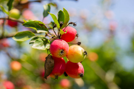 Small red apples on a branch. Picking apples. Satchels on a tree branch. Harvesting. Autumn. The apple orchard.の写真素材