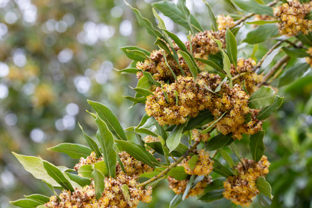 Laurel blossom close-up. Laurel trees. Laurel flowers in springの写真素材